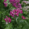 Achillea 'New Vintage Violet' Yarrow