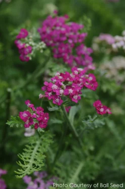 Achillea 'New Vintage Violet' Yarrow