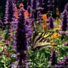 Agastache 'Blue Boa' Hummingbird Mint