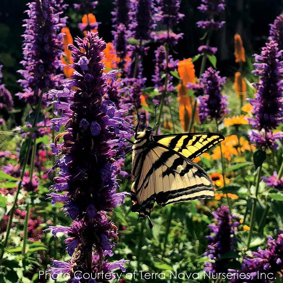 Agastache 'Blue Boa' Hummingbird Mint 1 Agastache 'Blue Boa' Hummingbird Mint