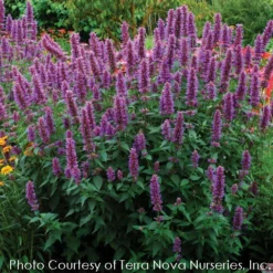 Gazebo Parts Direct Sales Store -Garden Supplies Sales 2024 AGASTACHE BLUE BOA 3