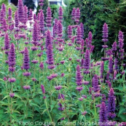 Agastache 'Blue Boa' Hummingbird Mint 8 Agastache 'Blue Boa' Hummingbird Mint -Garden Supplies Sales 2024 AGASTACHE BLUE BOA 4