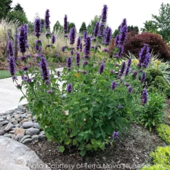 Agastache 'Blue Boa' Hummingbird Mint 7 Agastache 'Blue Boa' Hummingbird Mint -Garden Supplies Sales 2024 AGASTACHE BLUE BOA 5