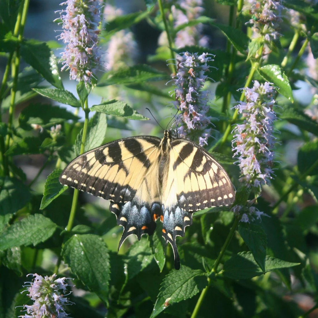 Agastache 'Blue Fortune' Hummingbird Mint 2 Agastache 'Blue Fortune' Hummingbird Mint - Image 2