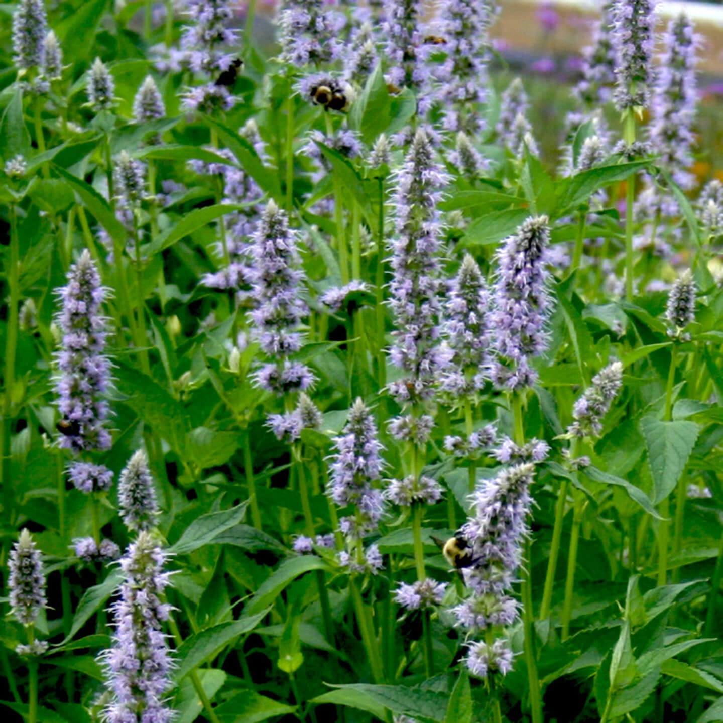Agastache 'Blue Fortune' Hummingbird Mint 1 Agastache 'Blue Fortune' Hummingbird Mint