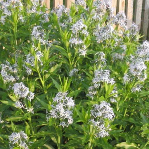 Amsonia Tabernaemontana Willowleaf Blue Star -Garden Supplies Sales 2024 AMS Tabernaemontana EZ