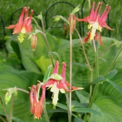 Best Seller 9 Aquilegia Canadensis Native Columbine