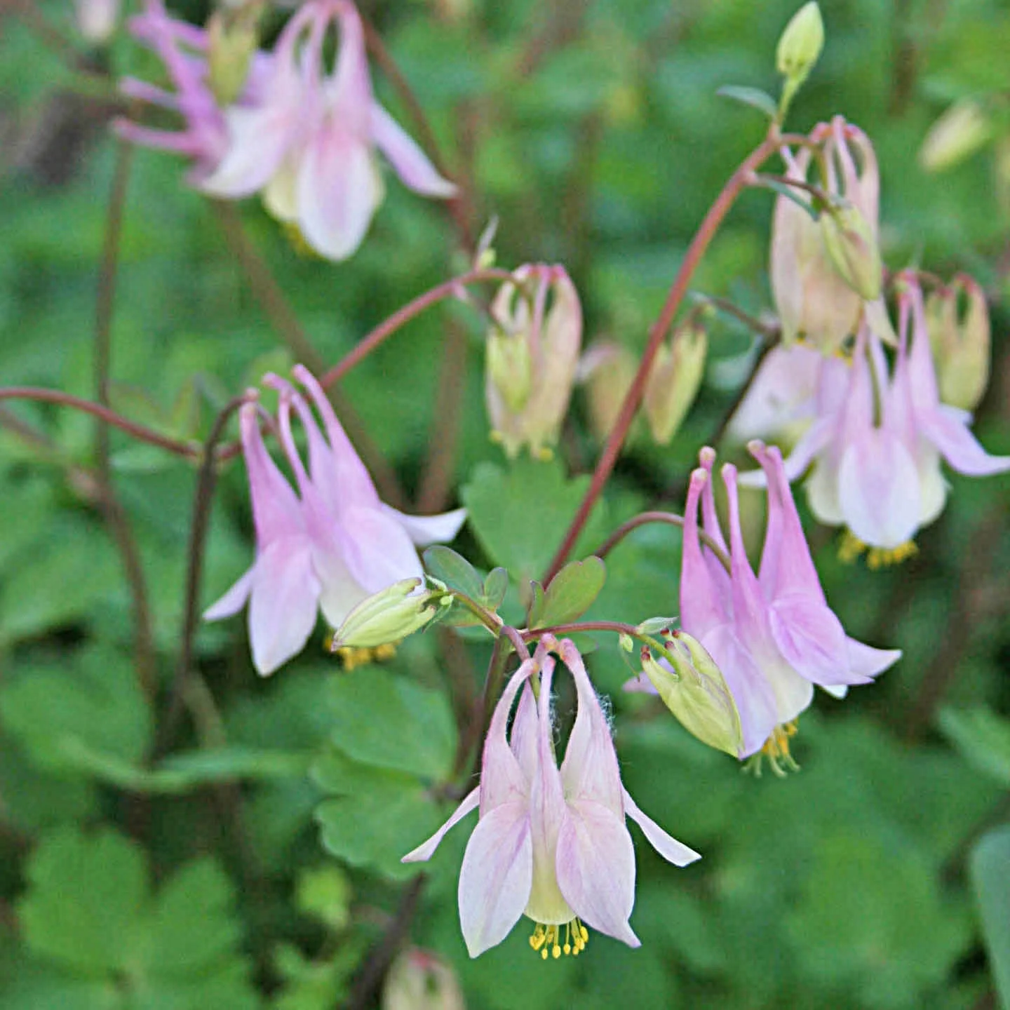 Aquilegia 'Pink Lanterns' Columbine 1 Aquilegia 'Pink Lanterns' Columbine