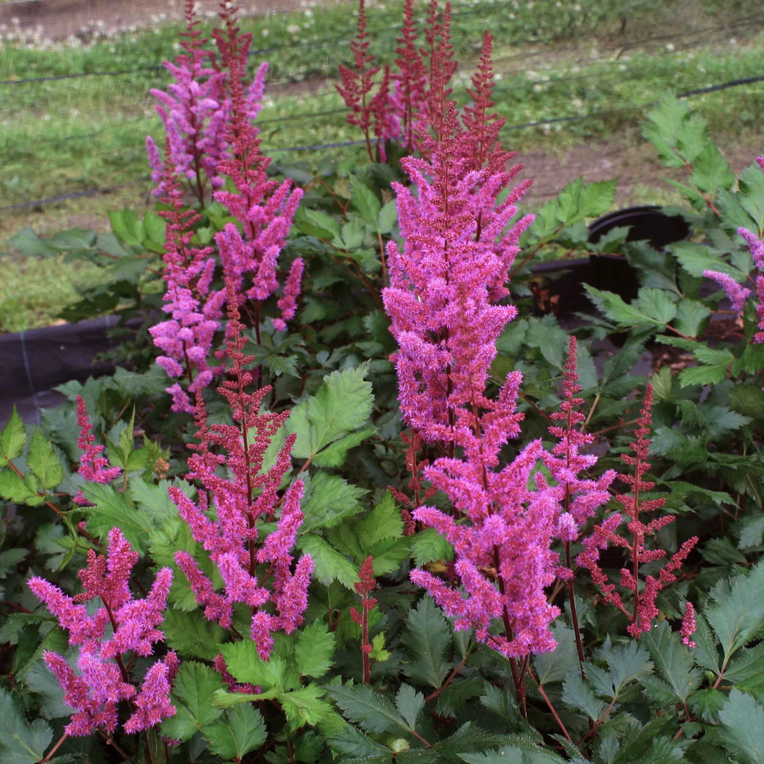 Astilbe Chinensis 'Vision In Red' False Spirea 1 Astilbe Chinensis 'Vision In Red' False Spirea