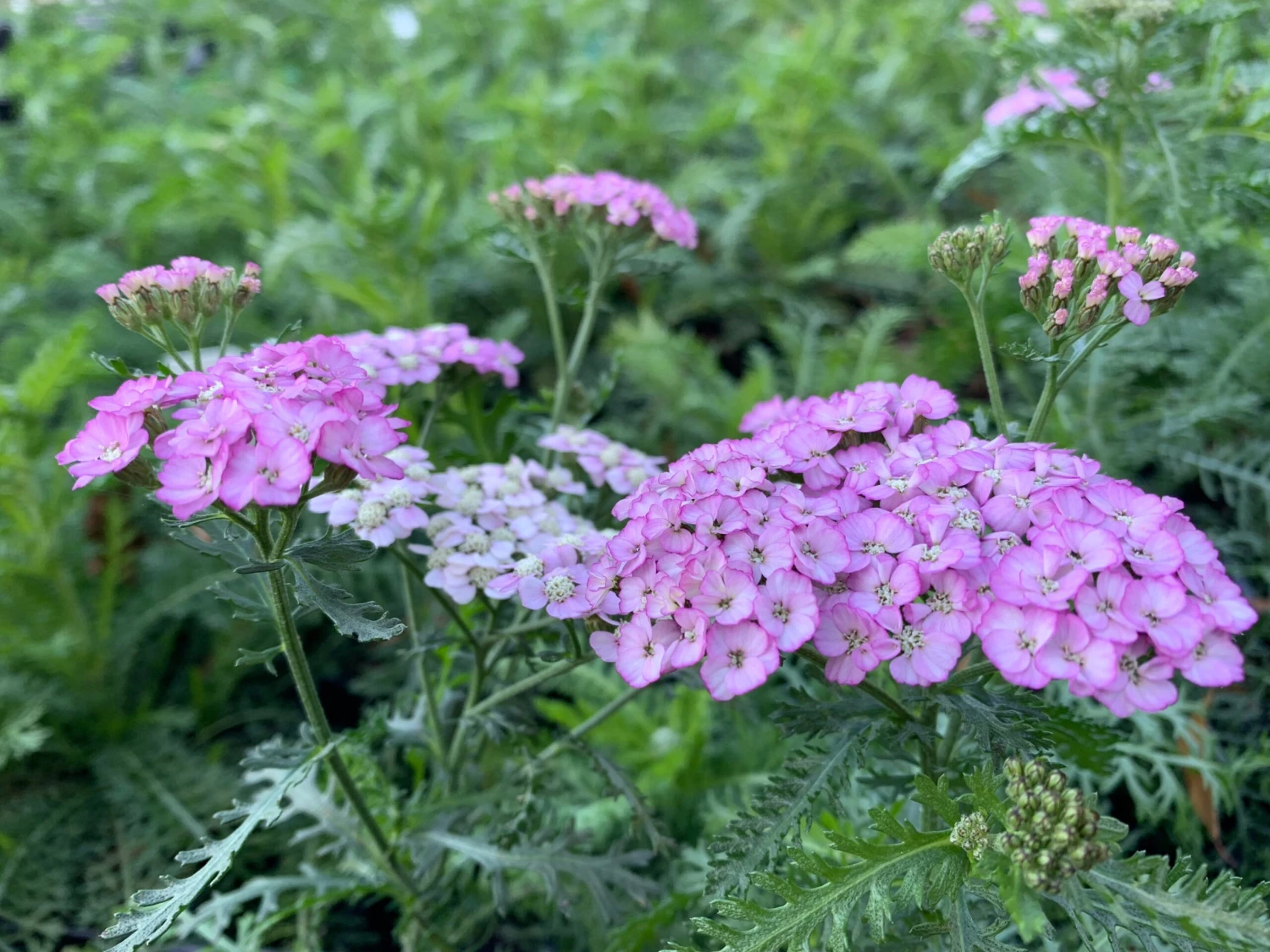 Achillea 'Appleblossom' Yarrow 3 Achillea 'Appleblossom' Yarrow - Image 3