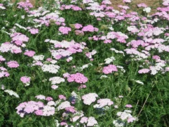 Gazebo Parts Direct Sales Store -Garden Supplies Sales 2024 Achillea Appleblossom 3