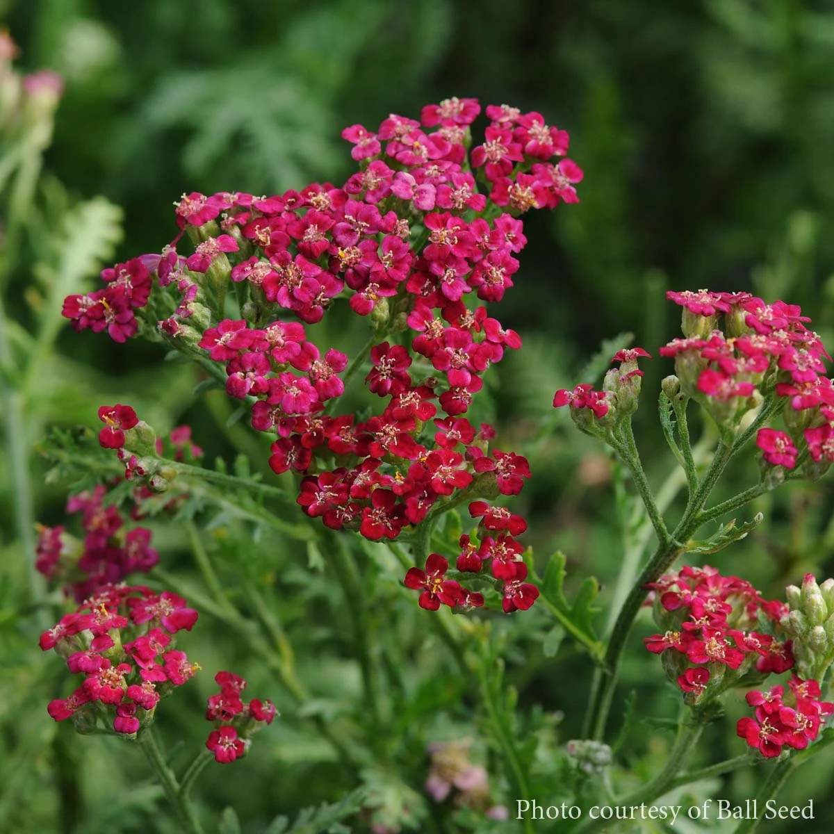 Achillea 'New Vintage Red' Yarrow 1 Achillea 'New Vintage Red' Yarrow