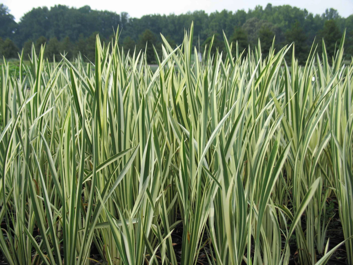 Acorus Calamus 'Variegatus' Sweet Flag 2 Acorus Calamus 'Variegatus' Sweet Flag - Image 2
