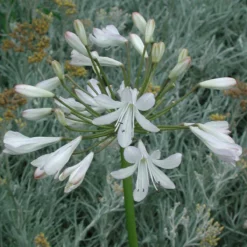 Agapanthus 'White Superior'