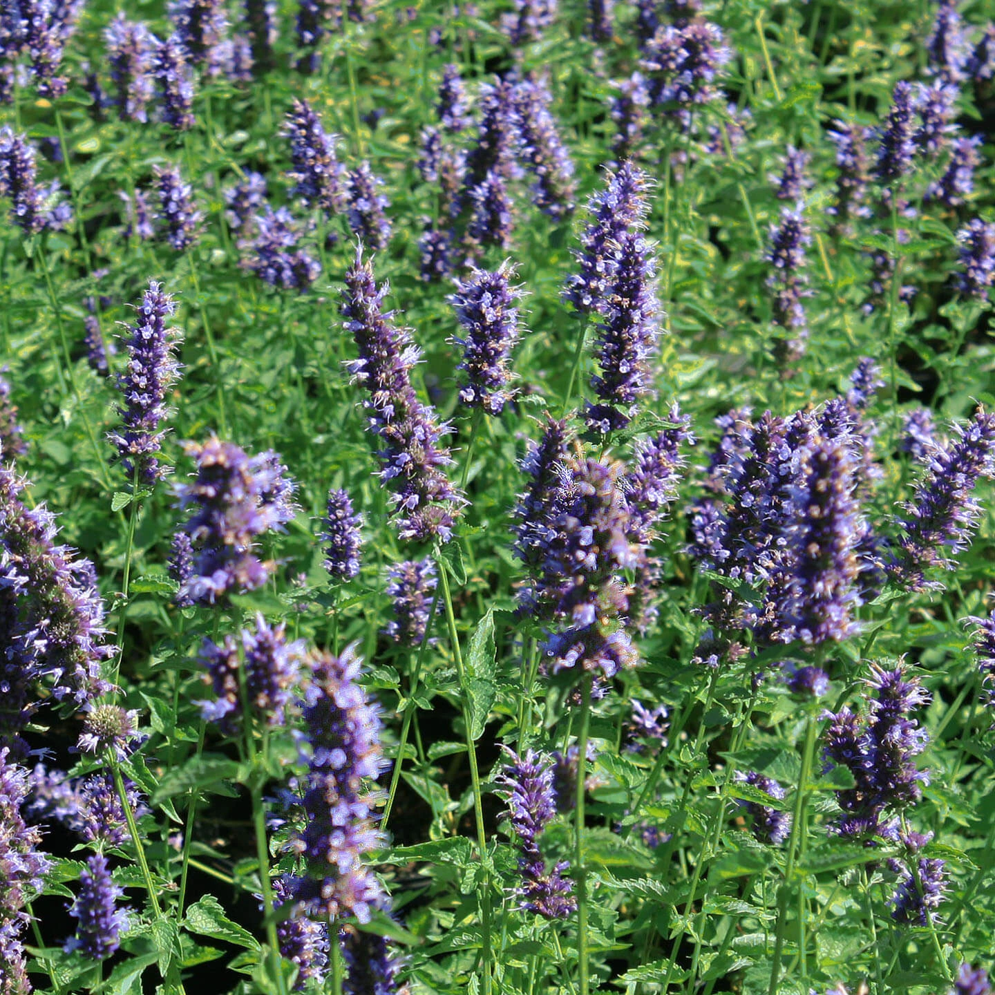 Agastache 'Black Adder' Hummingbird Mint 1 Agastache 'Black Adder' Hummingbird Mint