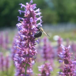 Agastache 'Blue Boa' Hummingbird Mint 9 Agastache 'Blue Boa' Hummingbird Mint -Garden Supplies Sales 2024 Agastache BlueBoa bee CW