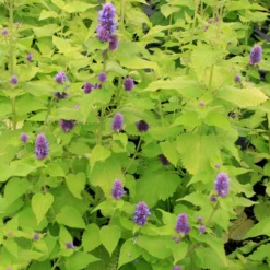 Agastache Foeniculum 'Golden Jubilee' Anise Hyssop 5 Agastache Foeniculum 'Golden Jubilee' Anise Hyssop -Garden Supplies Sales 2024 Agastache GoldenJubilee 3