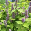 Agastache Foeniculum 'Golden Jubilee' Anise Hyssop