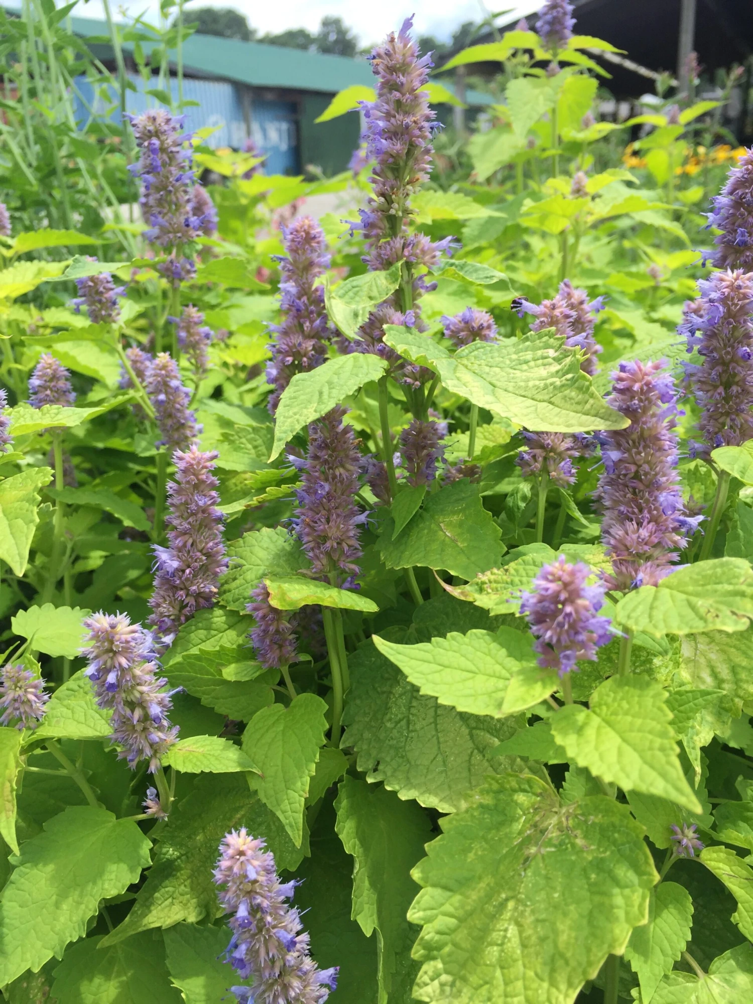 Agastache Foeniculum 'Golden Jubilee' Anise Hyssop 1 Agastache Foeniculum 'Golden Jubilee' Anise Hyssop
