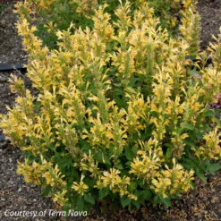 Agastache 'Poquito Butter Yellow' Hummingbird Mint