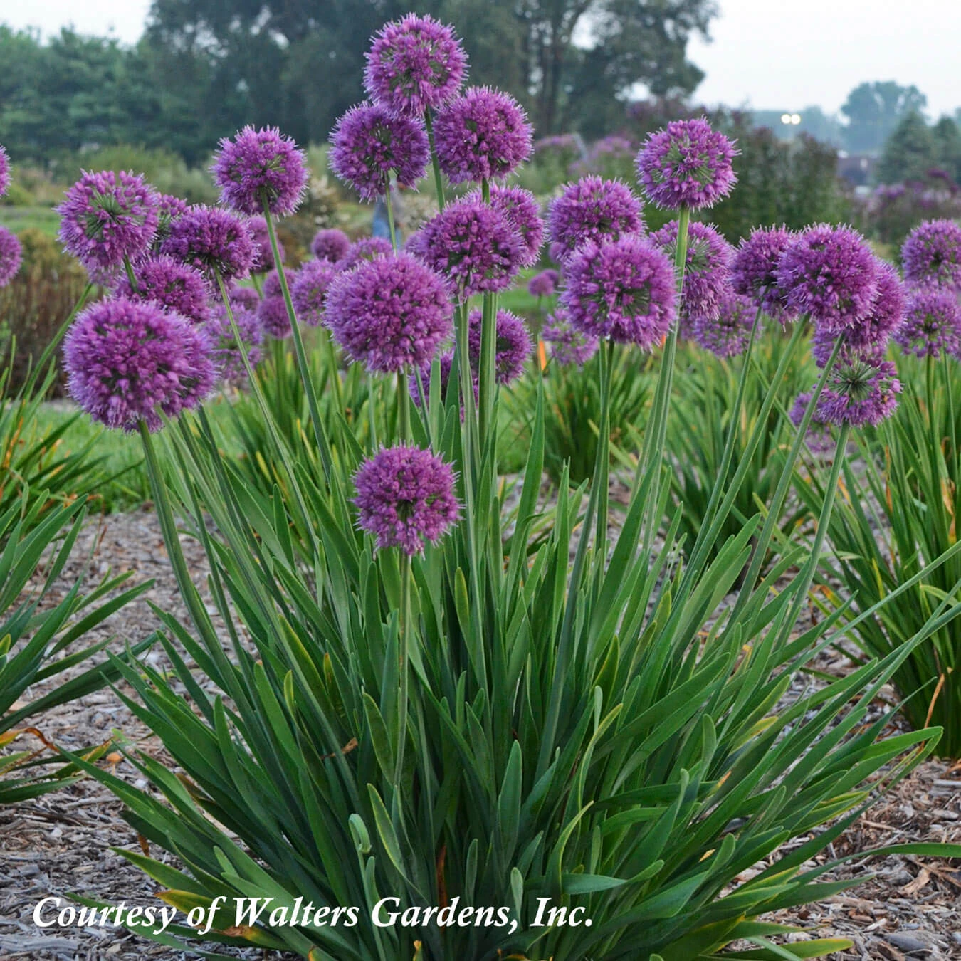 Allium 'Lavender Bubbles' Ornamental Onion 1 Allium 'Lavender Bubbles' Ornamental Onion