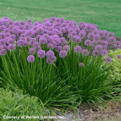 Allium 'Millenium' Ornamental Onion -Garden Supplies Sales 2024 Allium Millenium 1 WG