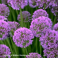 Allium 'Millenium' Ornamental Onion -Garden Supplies Sales 2024 Allium Millenium 2 WG