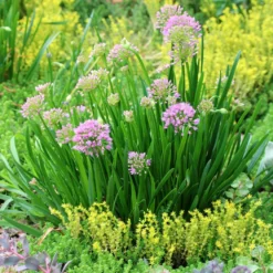 Gazebo Parts Direct Sales Store -Garden Supplies Sales 2024 Allium Millenium Ornamental Onion with Sedum