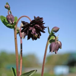 Aquilegia Vulgaris 'Black Barlow' Columbine