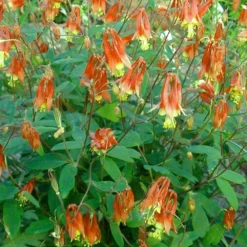 Aquilegia Canadensis 'Little Lanterns' Columbine