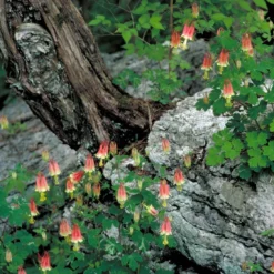 Best Seller -Garden Supplies Sales 2024 Aquilegia canadensis Eastern Red Columbine forest