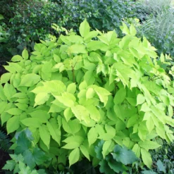 Aralia 'Sun King' Golden Japanese Spikenard