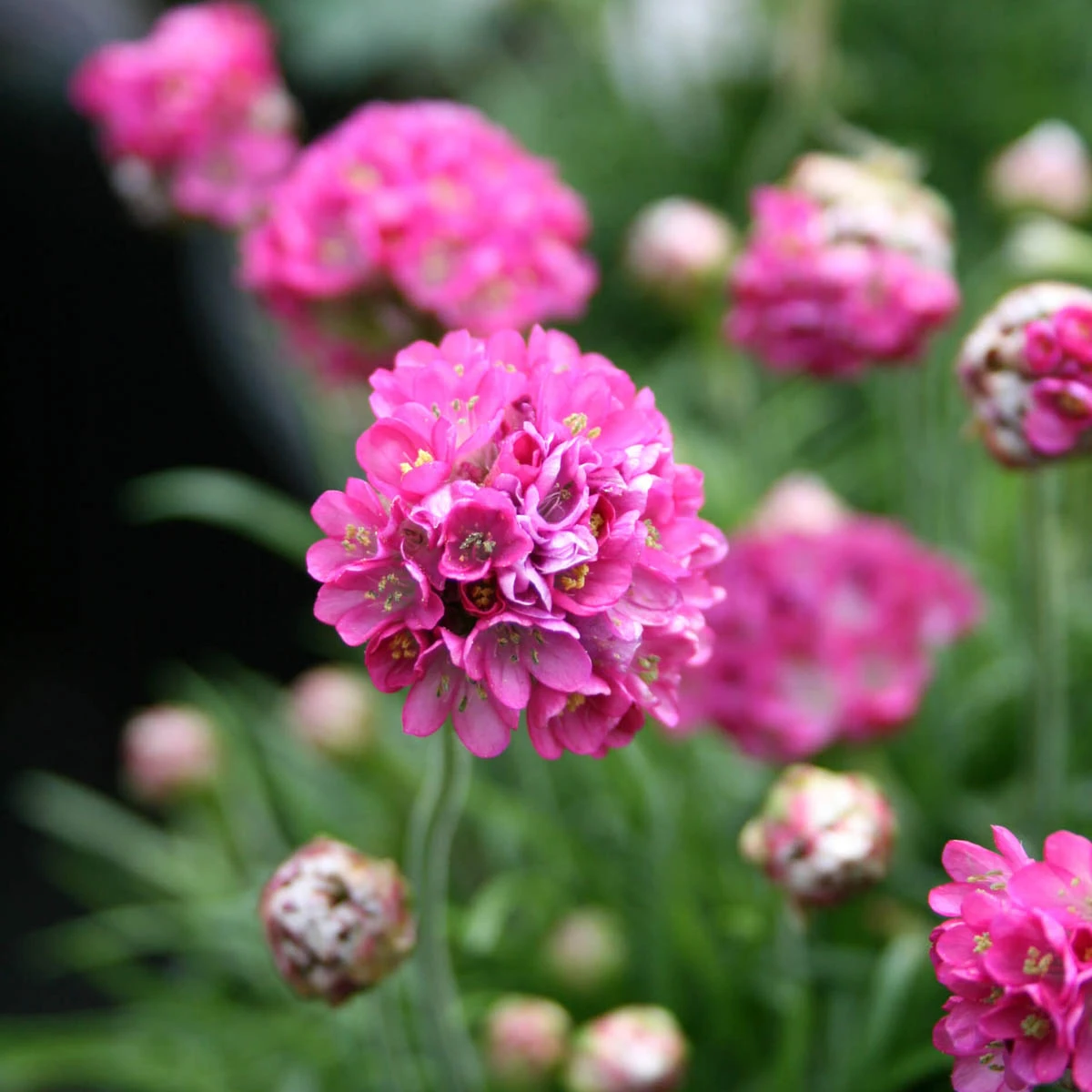 Armeria Maritima 'Ministicks Rose' Sea Thrift 1 Armeria Maritima 'Ministicks Rose' Sea Thrift