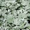 Artemisia Stelleriana 'Silver Brocade' Perennial Dusty Miller