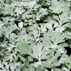 Artemisia Stelleriana 'Silver Brocade' Perennial Dusty Miller