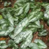 Asarum Splendens Wild Ginger