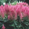 Astilbe Visions In Pink False Spirea