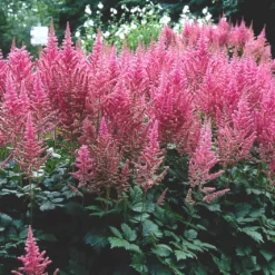 Astilbe Visions In Pink False Spirea
