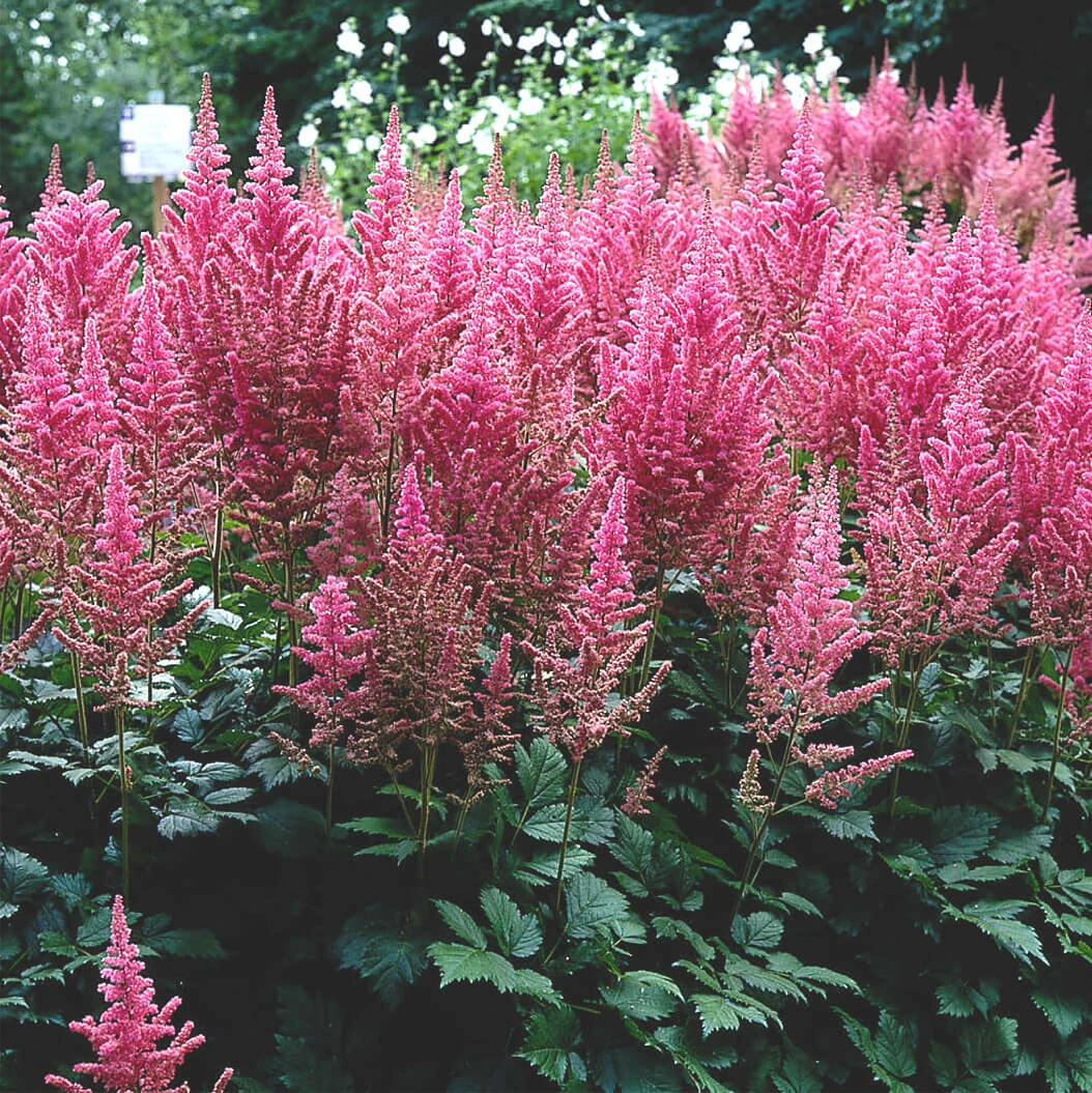 Astilbe Visions In Pink False Spirea 1 Astilbe Visions In Pink False Spirea