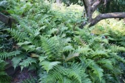 Fern 'Brilliance' Autumn -Garden Supplies Sales 2024 Autumn Fern scaled