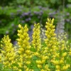 Baptisia 'Sunny Morning'