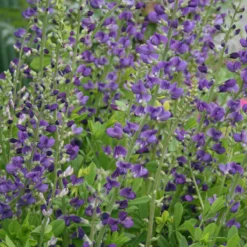 Baptisia Australis False Indigo