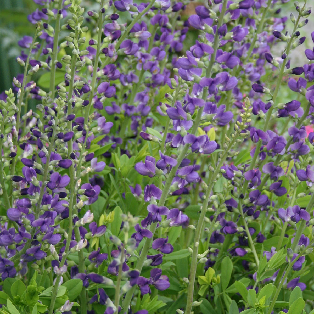 Baptisia Australis False Indigo 1 Baptisia Australis False Indigo