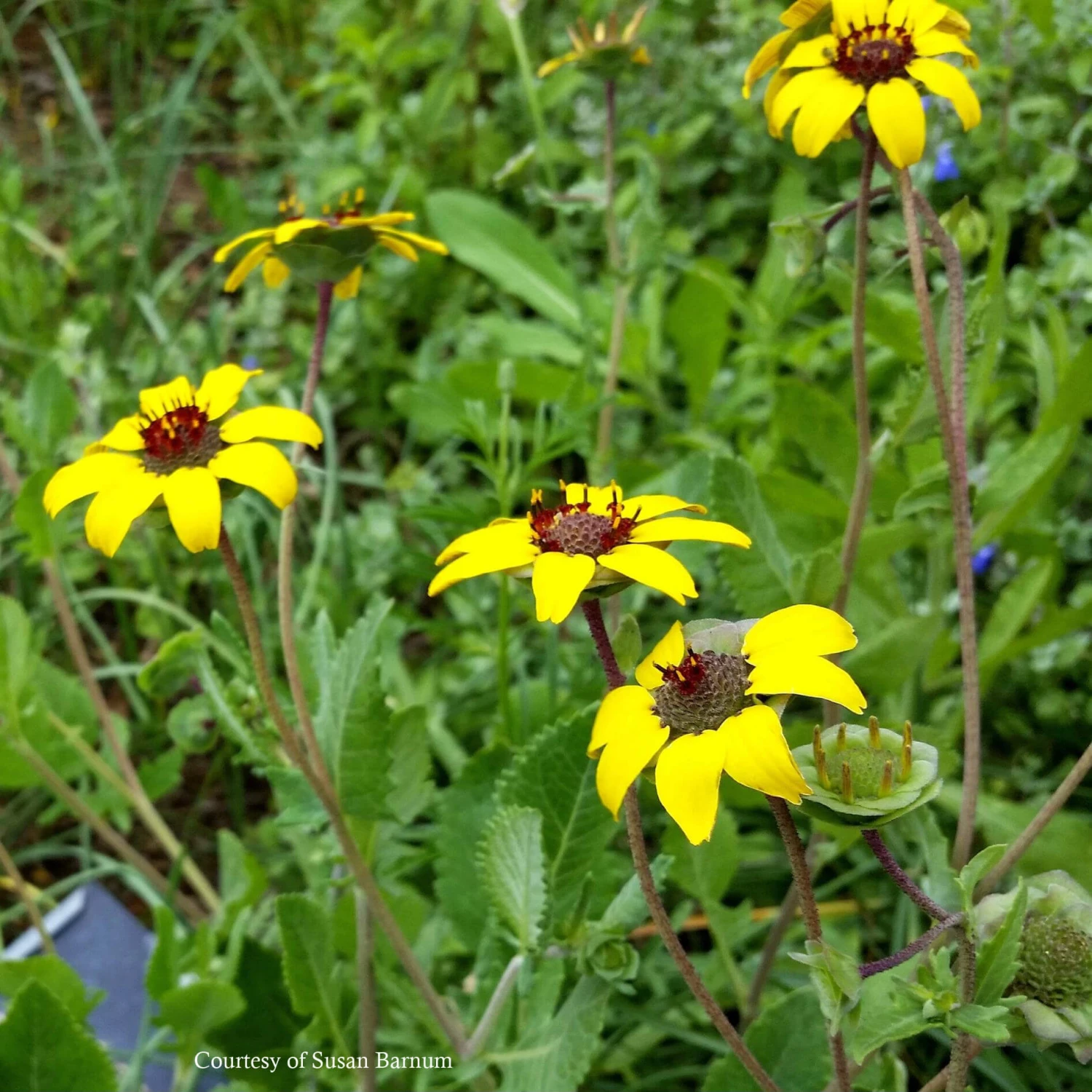 Berlandiera Lyrata Chocolate Flower 1 Berlandiera Lyrata Chocolate Flower