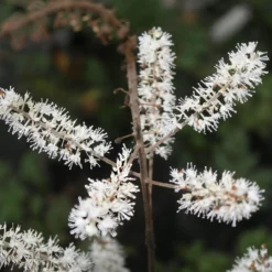 Cimicifuga (Actaea) Racemosa Black Snakeroot