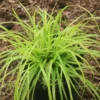 Carex 'Everillo' Japanese Sedge