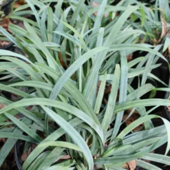 Carex 'Hobb' Bunny Blue Sedge
