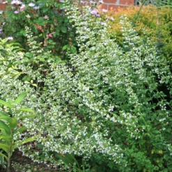 Calamintha Nepeta 'Montrose White' Calamint -Garden Supplies Sales 2024 Calamintha Montrose White Calamint 75d9bc2c 1679 4637 ba75 cde743f6973e
