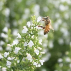 Calamintha Nepeta 'Montrose White' Calamint -Garden Supplies Sales 2024 Calamintha Montrose White Honey Bee Calamint 1