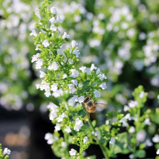 Calamintha Nepeta 'Montrose White' Calamint -Garden Supplies Sales 2024 Calamintha Montrose White Honey Bee Calamint